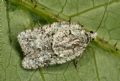 Acleris literana